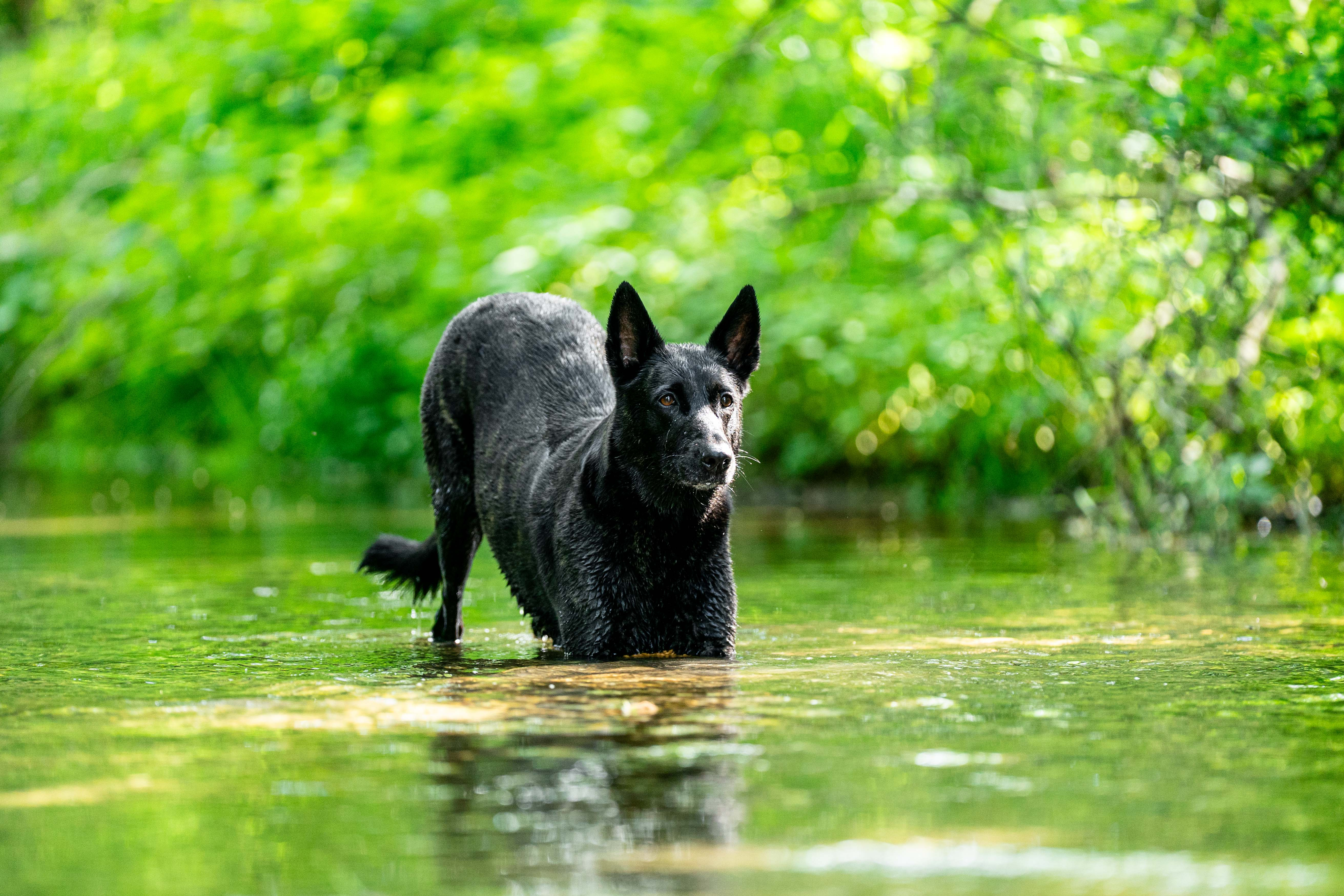 Hundetraining
