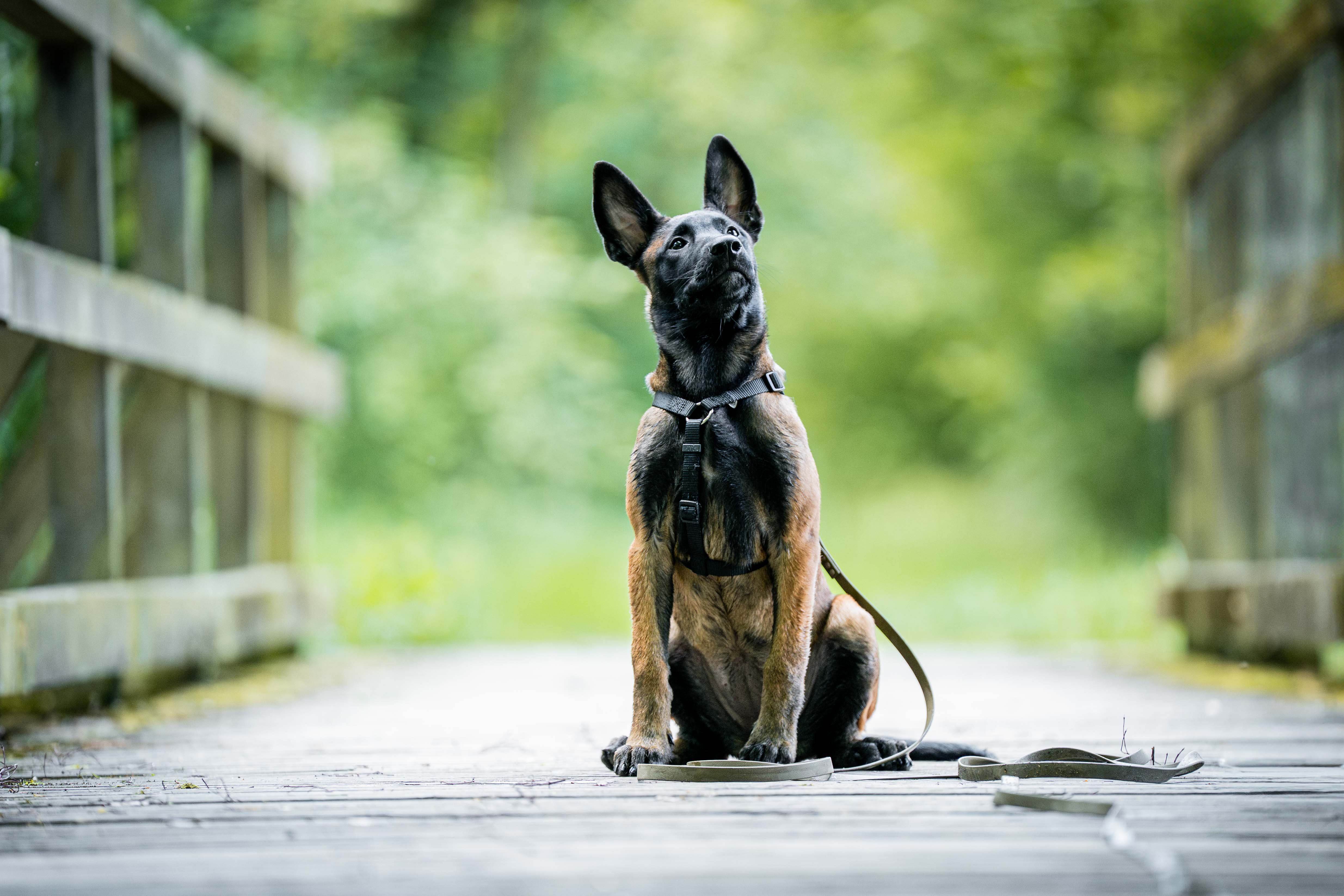 Hundetraining